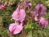 Orchidée Zone humide Berges de Garonne - Bègles