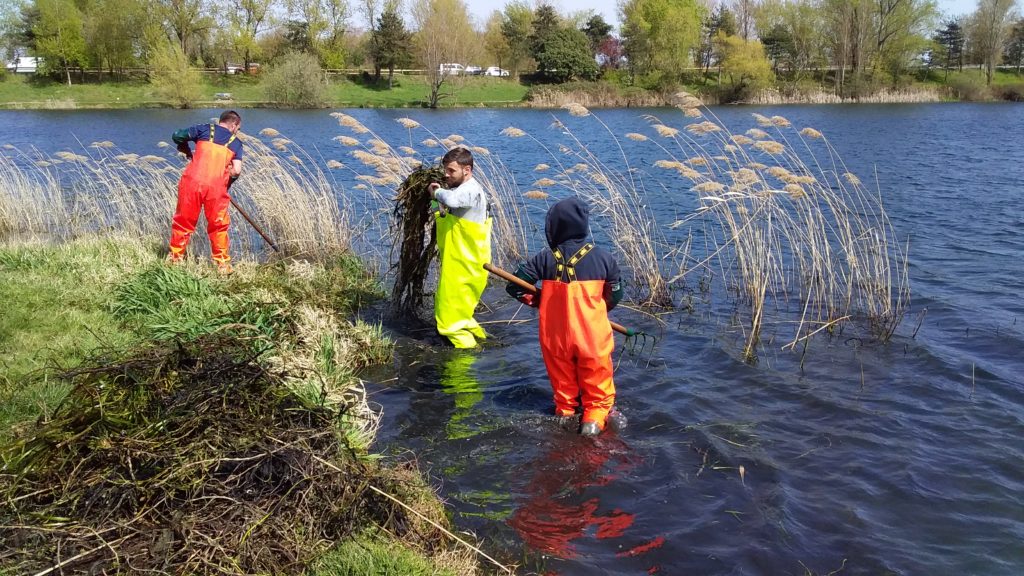 Trois personnes en train de draguer le fond du lac avec des râteaux.