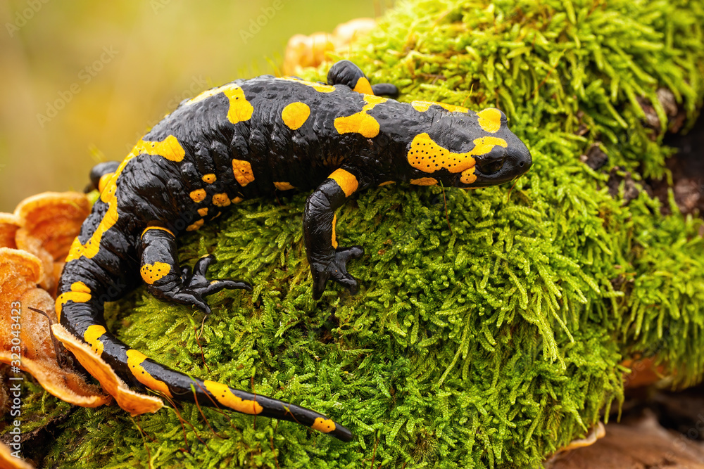 salamandre - Arcins Environnement service