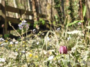 plantes en zone humide - Arcins Environnement service
