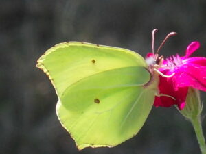 papillon - Arcins Environnement service