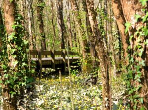Mussonville berges de Garonne- Arcins Environnement service