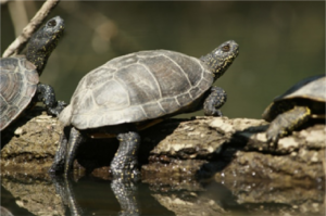 Tortue - Arcins Environnement service
